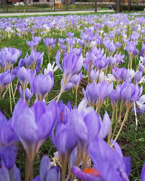 Nijmegen najaar - autumn.jpg